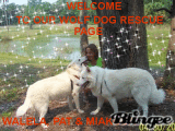 WOLFDOG RESCUE