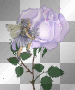 fairy at flower