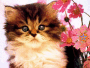 Kitten