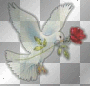 Dove and rose Dove and rose
