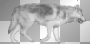 walkiing wolf