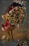 borboleta