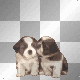 dog lovers