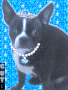 Cute BooDog