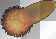 fat cigar