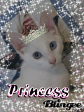 Pretty Kitty