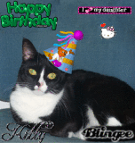 kitty