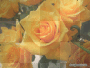 YELLOW ROSE BACKGROUND