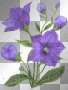 Lavender flowers
