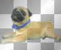 pug