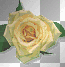 changer rose changer rose
