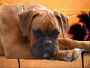 boxer