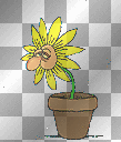 flower flower