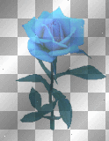 blue rose