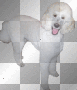 transparent background2