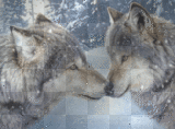 Wolf Mates