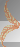 feather