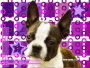 Very Purple Boston Terrier