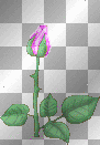 pink rose
