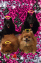 Glitter Graphics
