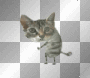 funny dancing cat