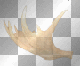 moose antler left