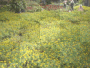 flowers of damsen