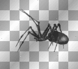 Scary Spider Scary Spider
