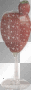 strawberry daquiri