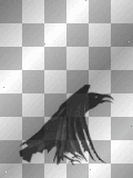 crow