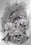 skulls