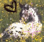 Appaloosa