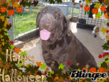 libby happy halloween