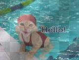 cat in the pool