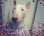 bull terrier 