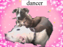 doggies