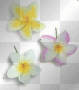 My plumeria