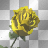 blooming, yellow rose