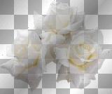 Glitter White Rose