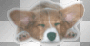 Corgi
