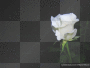 Rose blanche