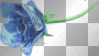 blue rose