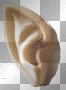 oreille