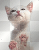 KITTY LICKER