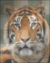 tigers