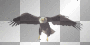 adler