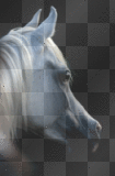pferd