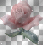 Multifoliate Rose