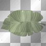 Palm Leaf