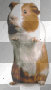 Cute Dancing Hamster
